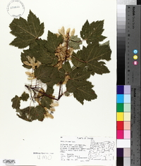 Acer glabrum image