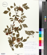 Acer glabrum var. neomexicanum image