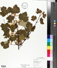 Acer glabrum image