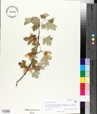 Acer glabrum image