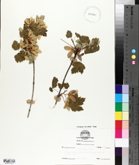 Acer glabrum image