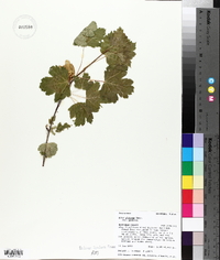 Acer glabrum image