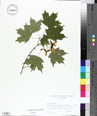 Acer leucoderme image