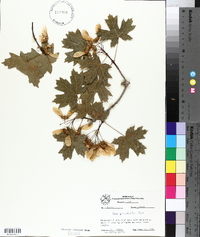 Acer grandidentatum image