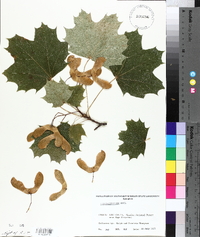 Acer grandidentatum image