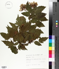 Acer ginnala image