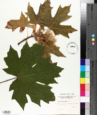 Acer macrophyllum image