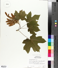 Acer macrophyllum image