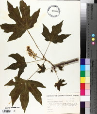 Acer macrophyllum image