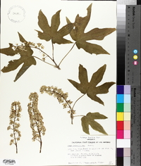 Acer macrophyllum image