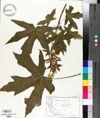 Acer macrophyllum image