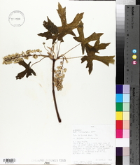 Acer macrophyllum image