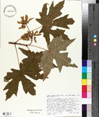 Acer macrophyllum image