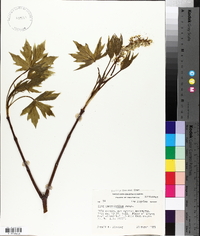 Acer macrophyllum image