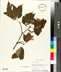 Acer pensylvanicum image