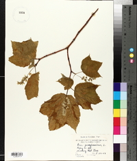 Acer pensylvanicum image