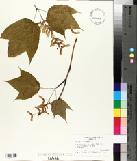 Acer pensylvanicum image