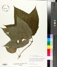 Acer pensylvanicum image