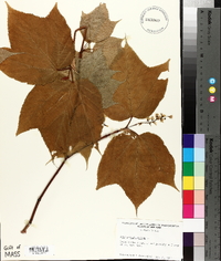 Acer pennsylvanicum image