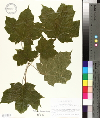 Acer nigrum image