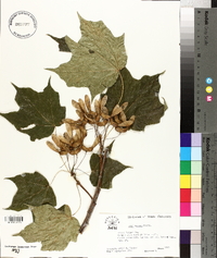 Acer nigrum image