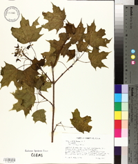 Acer nigrum image