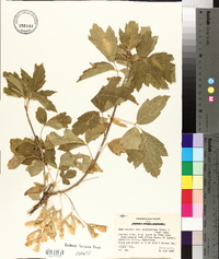 Acer negundo var. californicum image