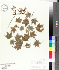 Acer saccharum var. leucoderme image