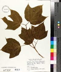 Acer pensylvanicum image