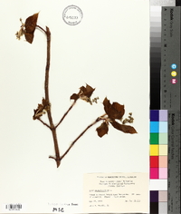Acer pensylvanicum image