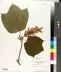 Acer pensylvanicum image