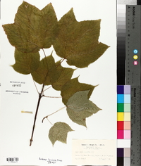 Acer pensylvanicum image