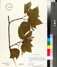 Acer pensylvanicum image