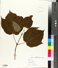 Acer pensylvanicum image