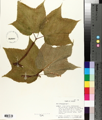 Acer pensylvanicum image