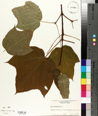 Acer pensylvanicum image