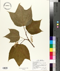 Acer pensylvanicum image