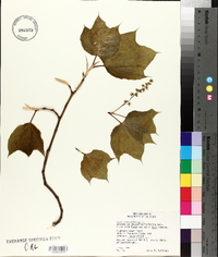 Acer pensylvanicum image