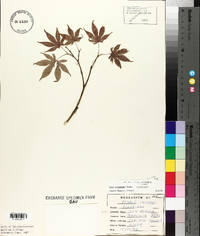 Acer palmatum image