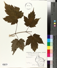 Acer pensylvanicum image