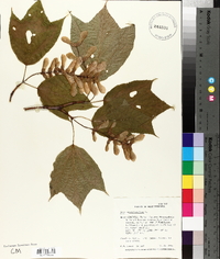 Acer pensylvanicum image