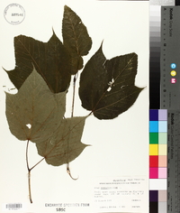 Acer pensylvanicum image