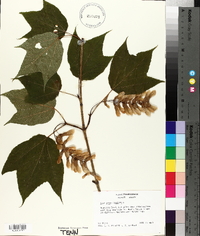 Acer pensylvanicum image