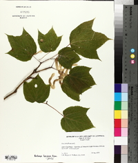 Acer pensylvanicum image