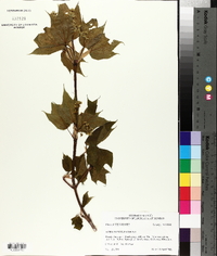 Acer pensylvanicum image