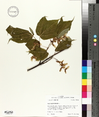 Acer pensylvanicum image