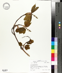 Acer pensylvanicum image