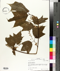 Acer pensylvanicum image