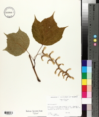 Acer pensylvanicum image