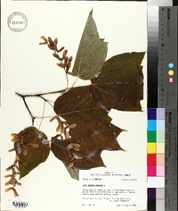 Acer pensylvanicum image